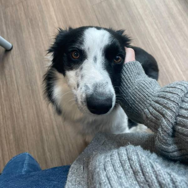 Offrez une refuge aux boules de poils recueillies dans la rue