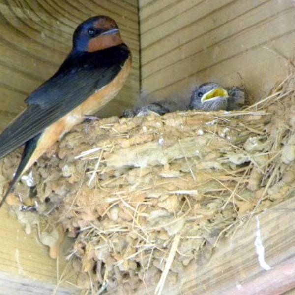 Repérez les nids d’hirondelles rustiques et contribuez à leurs préservation