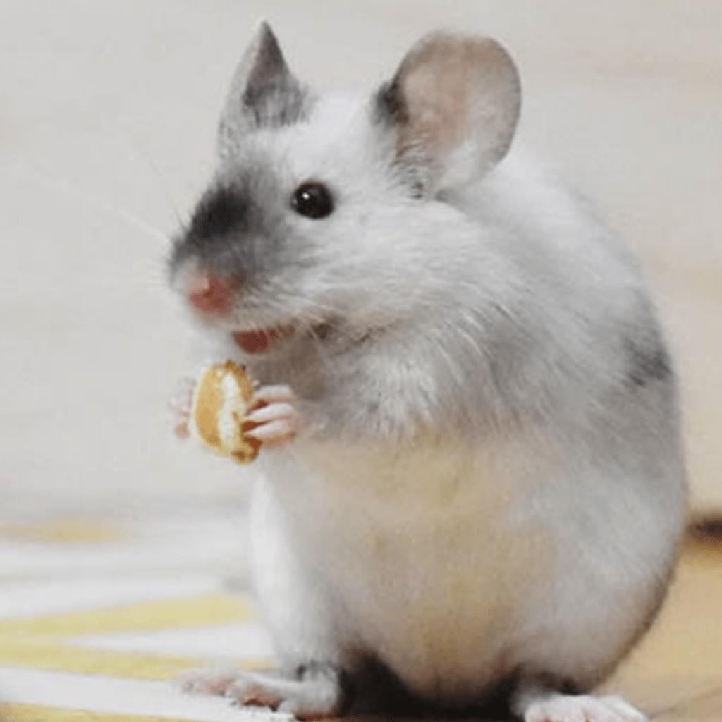 Sauvez de petits animaux moustachus abandonnés !