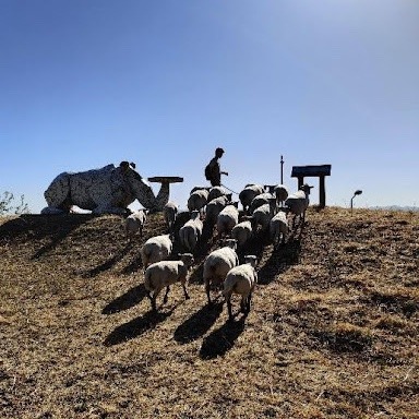 Devenez berger ou bergère… dans les rues de votre ville