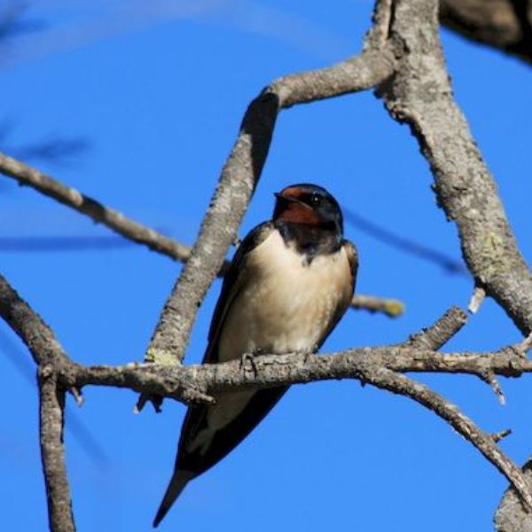 Contribuez à la préservation des hirondelles et des martinets