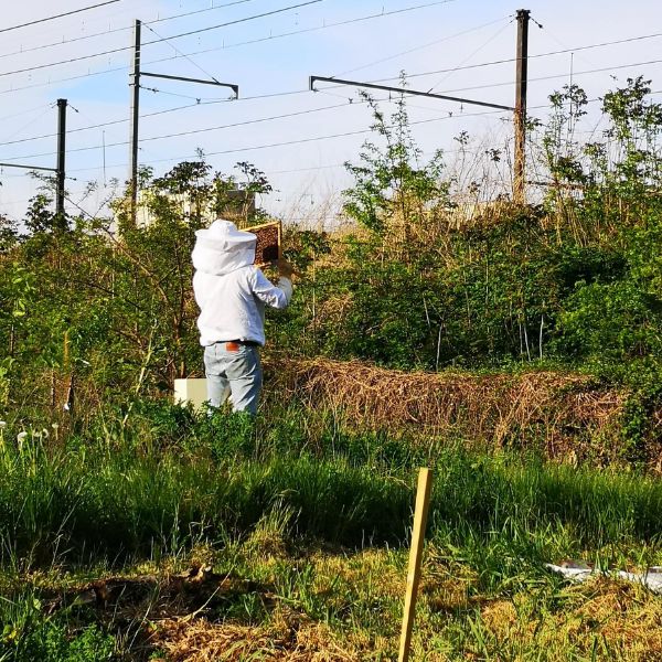 Cultivez un jardin pédagogique accueillant plantes et ruches