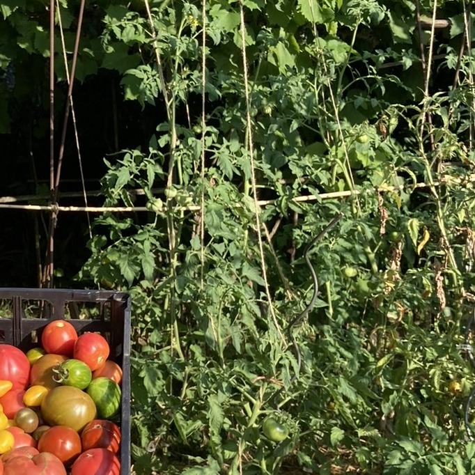 Participez à la vie d’un jardin partagé et solidaire